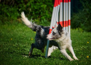 Çevikliği olan bir köpek.