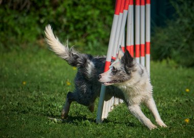 Köpek çeviklik alıştırması yapıyor. Rekabet. Spor malzemeleri.