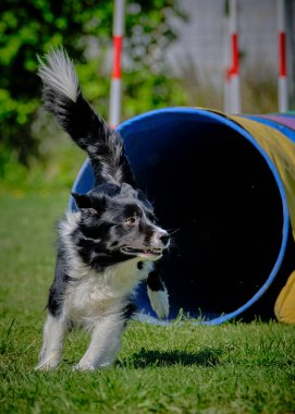 Köpek çeviklik alıştırması yapıyor. Rekabet. Spor malzemeleri.