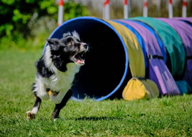 Köpek çeviklik alıştırması yapıyor. Rekabet. Spor malzemeleri.