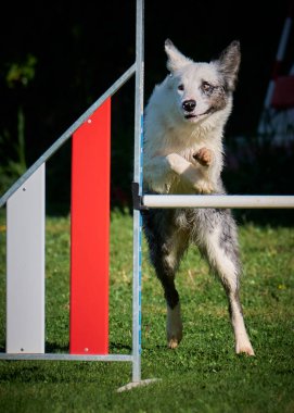 Köpek çeviklik alıştırması yapıyor. Rekabet. Spor malzemeleri.