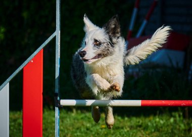 Köpek çeviklik alıştırması yapıyor. Rekabet. Spor malzemeleri.