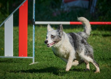 Köpek çeviklik alıştırması yapıyor. Rekabet. Spor malzemeleri.