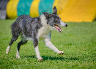Sahada koşan siyah beyaz bir çoban köpeği.