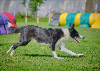 Köpek çeviklik alıştırması yapıyor. Rekabet. Spor malzemeleri.