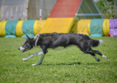 Köpek çeviklik alıştırması yapıyor. Rekabet. Spor malzemeleri.