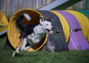 Köpek çeviklik alıştırması yapıyor. Rekabet. Spor malzemeleri.