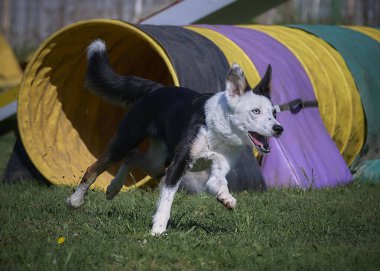 Köpek çeviklik alıştırması yapıyor. Rekabet. Spor malzemeleri.