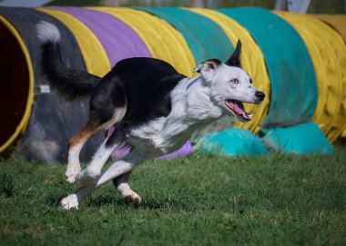 çeviklik yarışmasında bir köpek