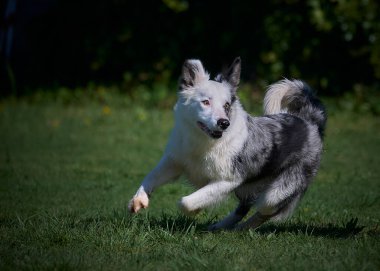 Köpek çeviklik alıştırması yapıyor. Rekabet. Spor malzemeleri.