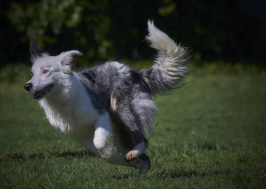 Güzel bir köpeğin portresi.