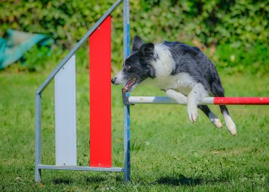 Çeviklik yarışmasında çoban köpeği