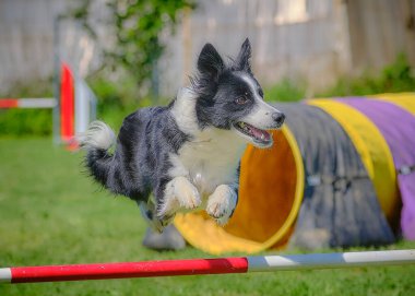 Sınır çoban köpeği çevikliğin üzerinden atlıyor