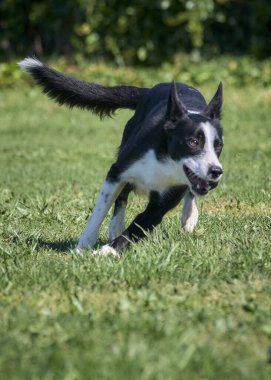 Siyah sınır köpeği yeşil çimlerde koşuyor..