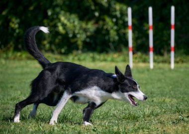 Sınır çoban köpeği çeviklik yarışmasında çalışıyor