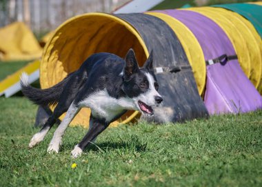 Köpek çeviklik alıştırması yapıyor. Rekabet. Spor malzemeleri.
