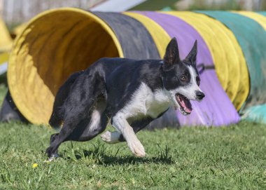 Köpek çeviklik alıştırması yapıyor. Rekabet. Spor malzemeleri.