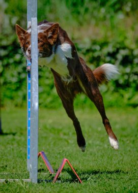 Köpek çeviklik alıştırması yapıyor. Rekabet. Spor malzemeleri.