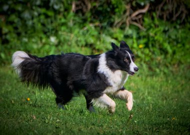 ormanda çalışan sınır collie