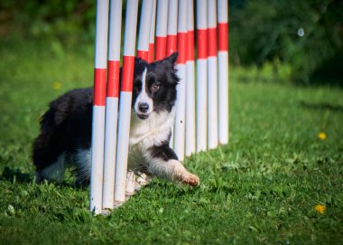 Çeviklik içinde köpek kenarı çobanı
