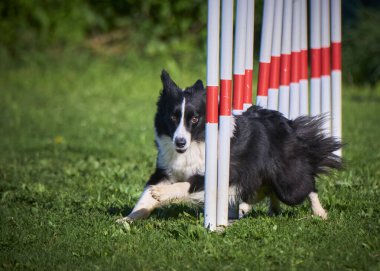 Sınır çoban köpeği yarışmada çeviklik çizgisi üzerinde çalışıyor