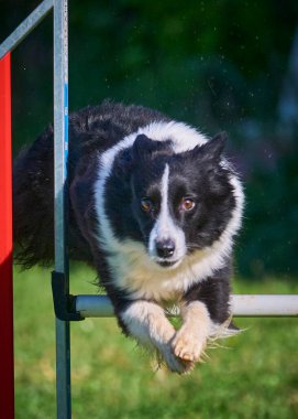 Sınır çoban köpeği çeviklik yolunda zıplıyor