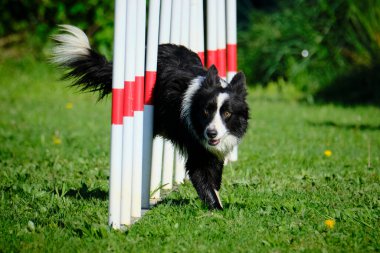 sınır çoban köpeği çeviklik içinde çalışıyor