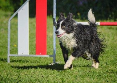 Sınır çoban köpeği çevikliğin üzerinden atlıyor
