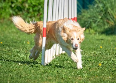 Sınır çoban köpeği parkta çevikliği aşıyor.