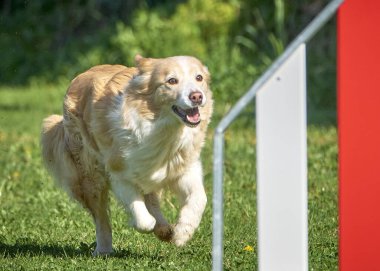 Köpek çeviklik alıştırması yapıyor. Rekabet. Spor malzemeleri.