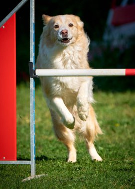 Köpek çevikliği. Çeviklik içinde zıplayan bir köpek.