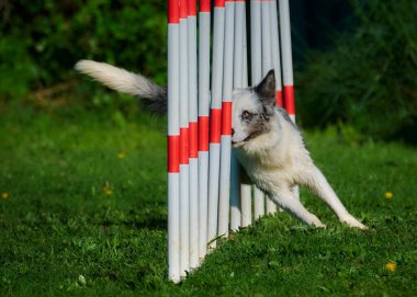 kenar kömür ocağı agility eğitim