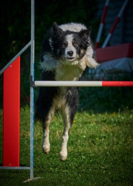 Collie çeviklik yarışması. Çeviklik zıplıyor