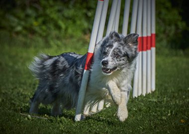 Köpek doğurmak kenar kömür ocağı