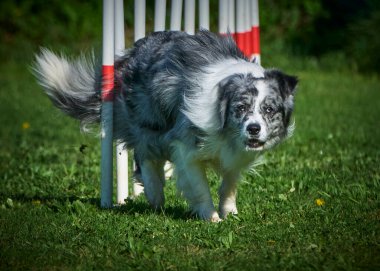collie dog in nature