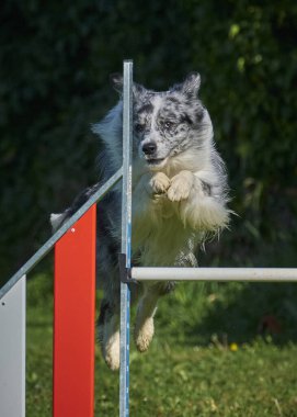 Köpek çevikliğin üzerine atlıyor.