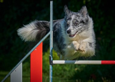 Sınır çoban köpeği çevikliğe atlıyor