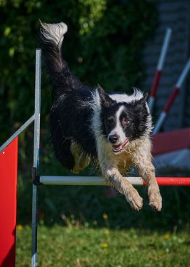 Çeviklikten atlayan bir köpek.
