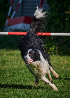 sınır çoban köpeği çeviklik içinde çalışıyor