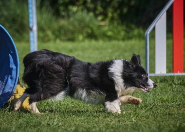 Çeviklik içindeki sınır çoban köpeği