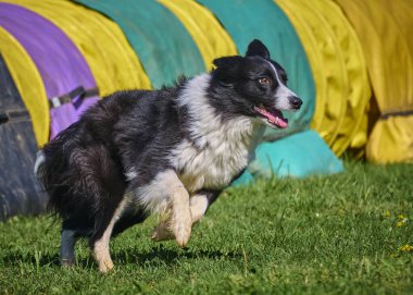 Köpek doğurmak kenar kömür ocağı