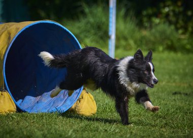 Siyah ve beyaz köpek çoban köpeği çeviklik yarışmasında. O bir köpek çevikliği yarışması. İyi yarışmalar. Bu bir yarışma..