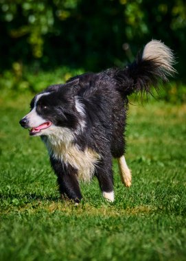 Sınır çoban köpeği yeşil çayırda koşar