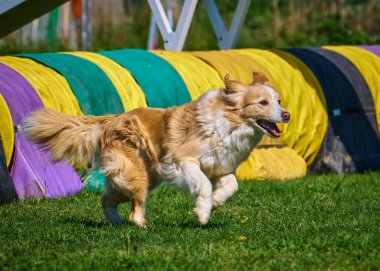 Köpek çeviklik alıştırması yapıyor. Rekabet. Spor malzemeleri.