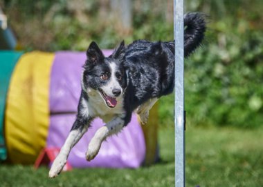 border collie çeviklik atlayışı