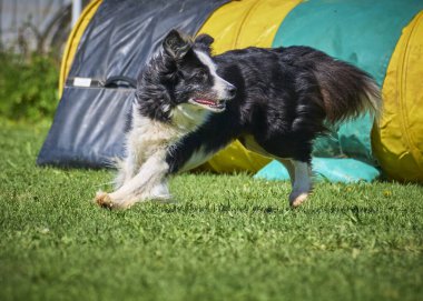 Sınır çoban köpeği çevikliğin üzerinden atlıyor