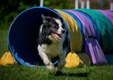Sınır çoban köpeği çeviklik yarışmasında