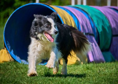 Köpek çoban köpeği, çoban köpeği, çeviklik eğitimi.