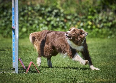 Parktaki köpek çoban köpeği