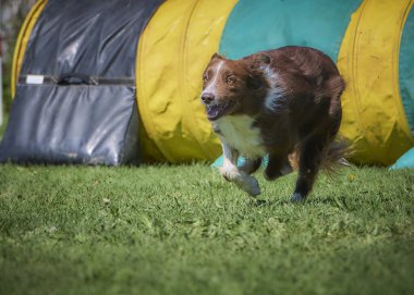 Yeşil çimenlerde koşan bir köpek.